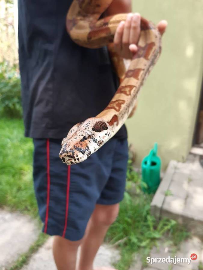 wąż boa dorosły samiec Bochnia