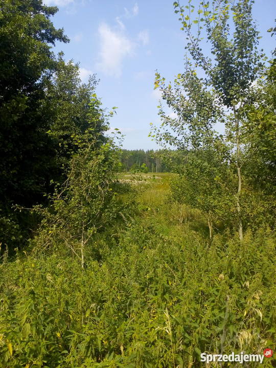 Łąka Pastwisko Kożyno 092 ha