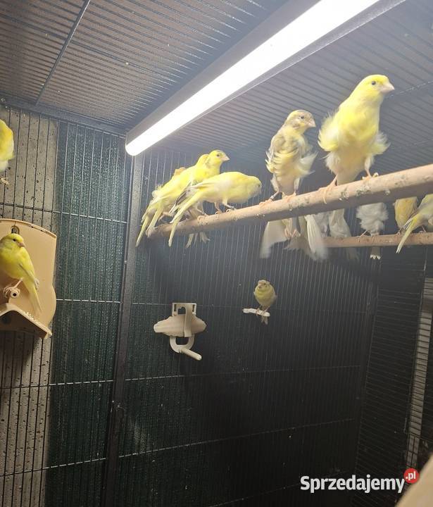 Kanarki fiorino Ptaki Środa Wielkopolska