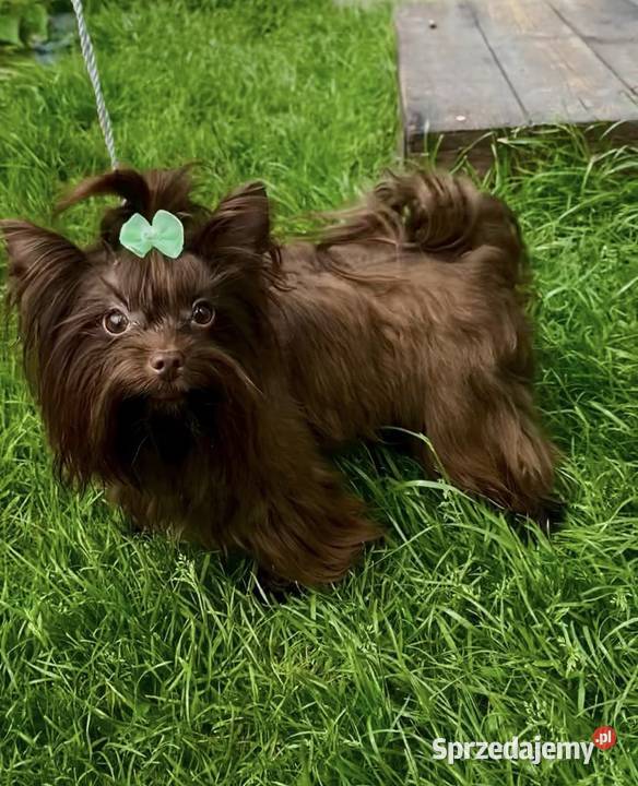 York Chocolate chłopiec sprzedam