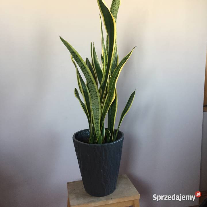 Kwiat Sansewieria Zielone Dom i Ogród Gorzów Wielkopolski