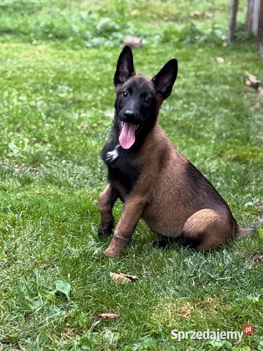Owczarek belgijski malinois Kielce