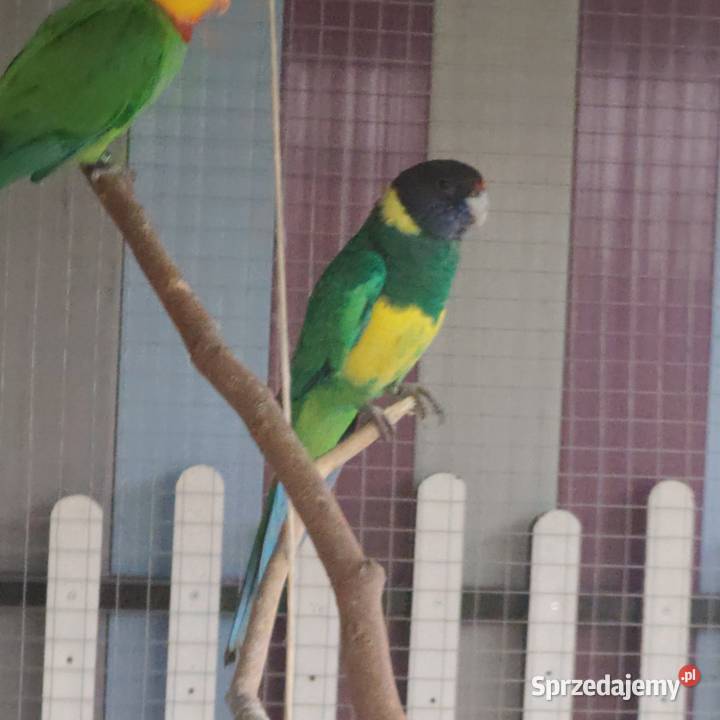 Papuga Barnard Osieczna