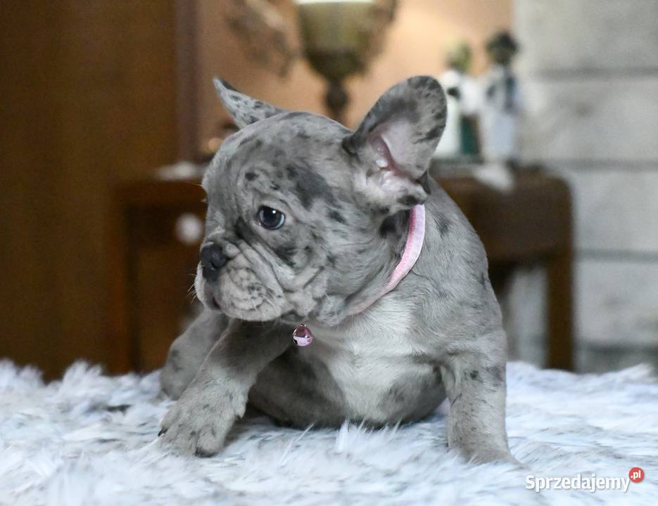 Buldog francuski sunia Gotowa do odbioru BEZA Łódź sprzedam