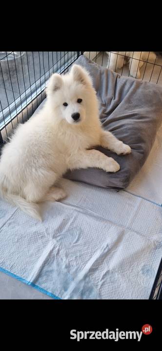 Szczeniaki rasy samoyed gotowe do odbioru wielkopolskie Września sprzedam