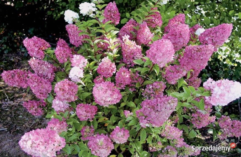 HORTENSJA BUKIETOWA Sundae Fraise sadzonki w Ustronie