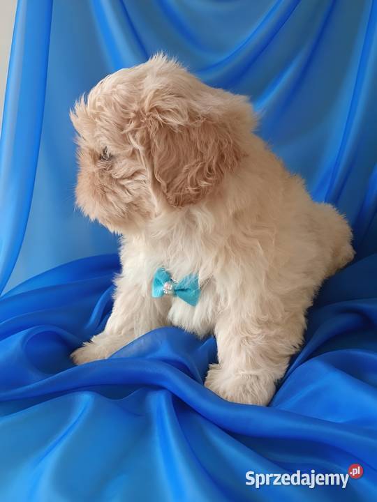 Piękny piesek shih tzu szuka domku sprzedam