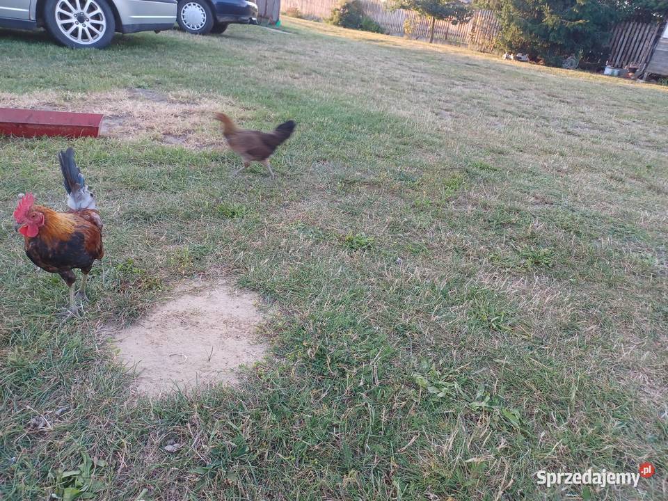 Karzelek Polski sprzedam