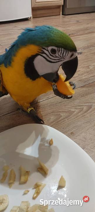 Sprzedam papugę Ara ararauna Charsznica