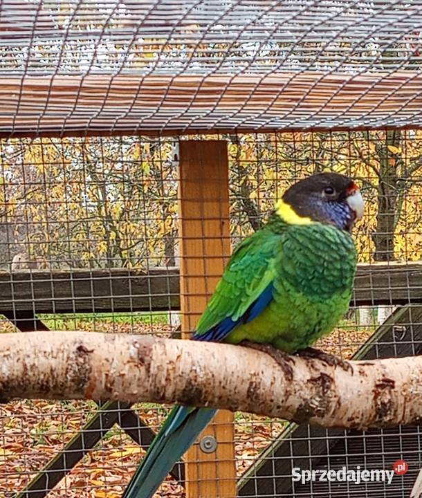 Barnard czarnogłowy Środa Wielkopolska
