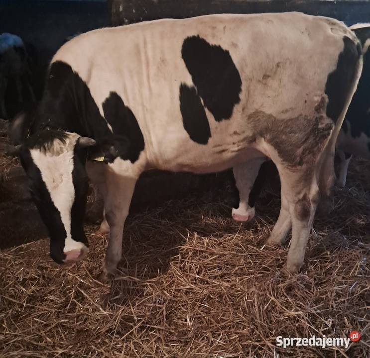 Sprzedam jałówki cielne Pępowo