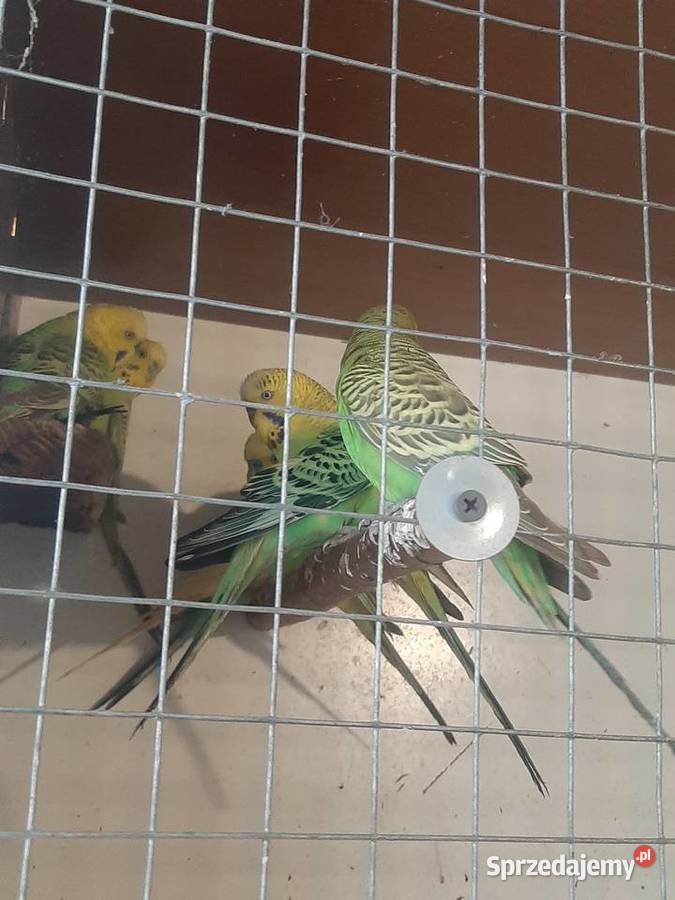 Papugi faliste Skała