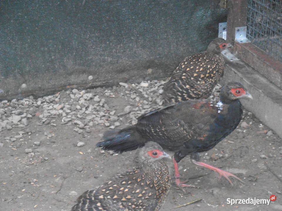 sprzedam bażanty ozdobne Ochaby Wielkie