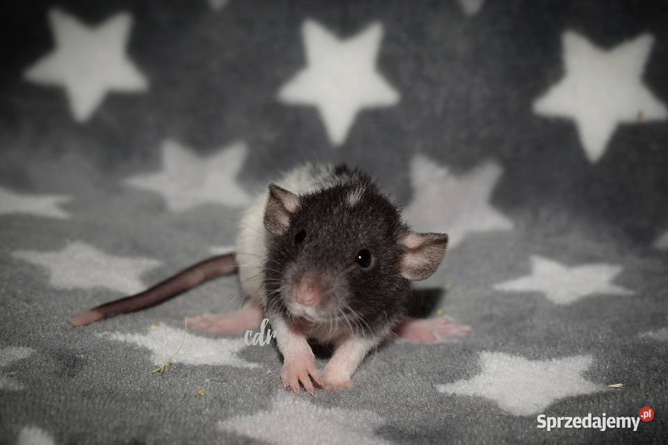 Szczurki szczury szczur dumbo Wrocław