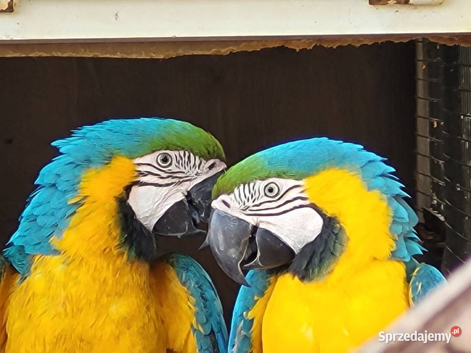 Ara ararauna 2025 r Samiec Aleksandrów Kujawski