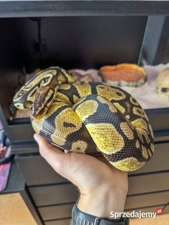 Pyton królewski z dokumentami terrarium z Miłosław