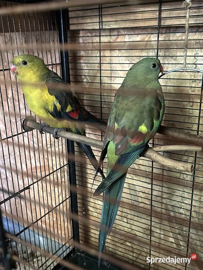 Papugi górskie piękna parka Bolesławiec