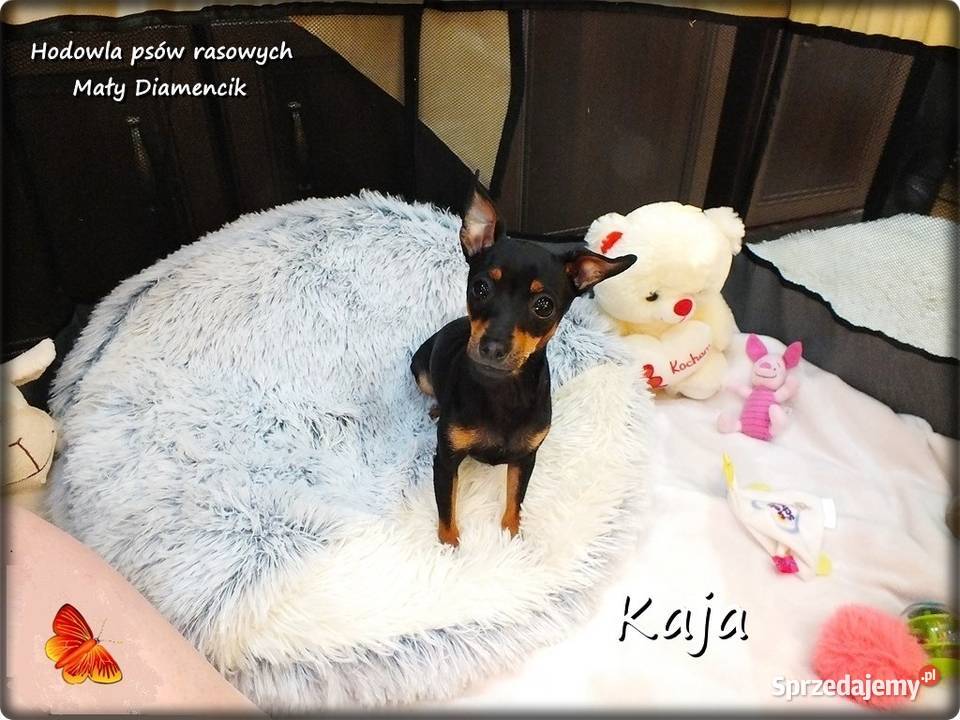 Mała sunia Kaja Pinczer miniaturowy Ratlerek Pozostałe Żary