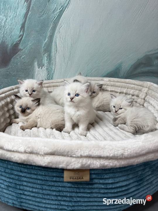 Neva Masquerade kocurki rodowód FPL Rzeszów