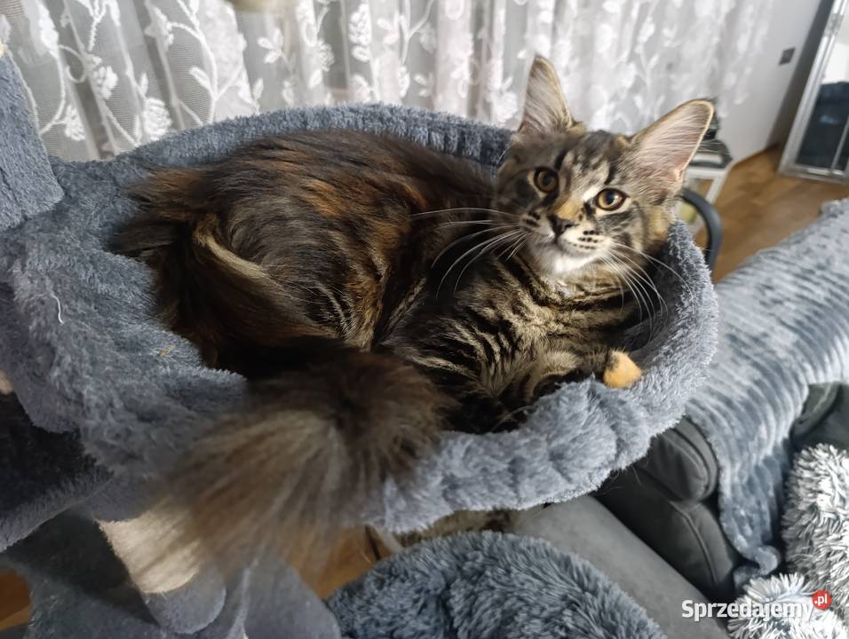 Koteczka Maine Coon Krasnystaw
