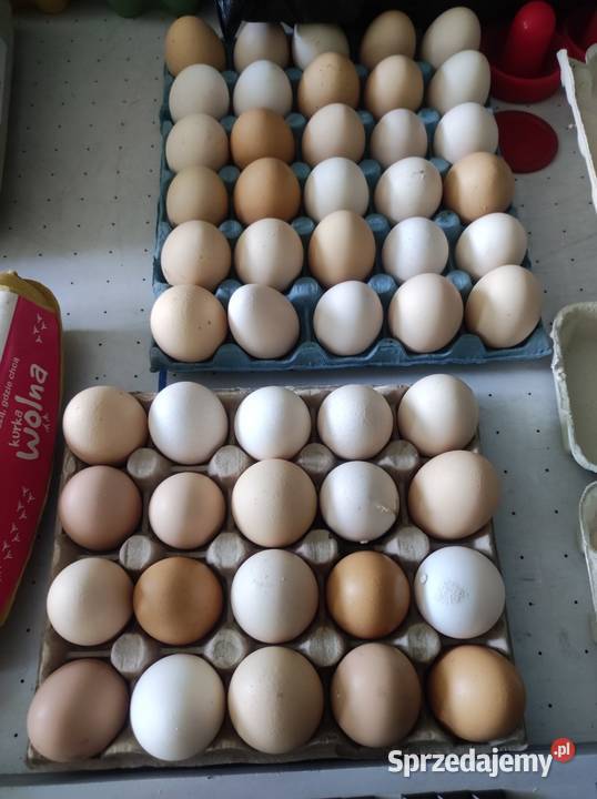 Jaja kurze z wolnego wybiegu Cielcza