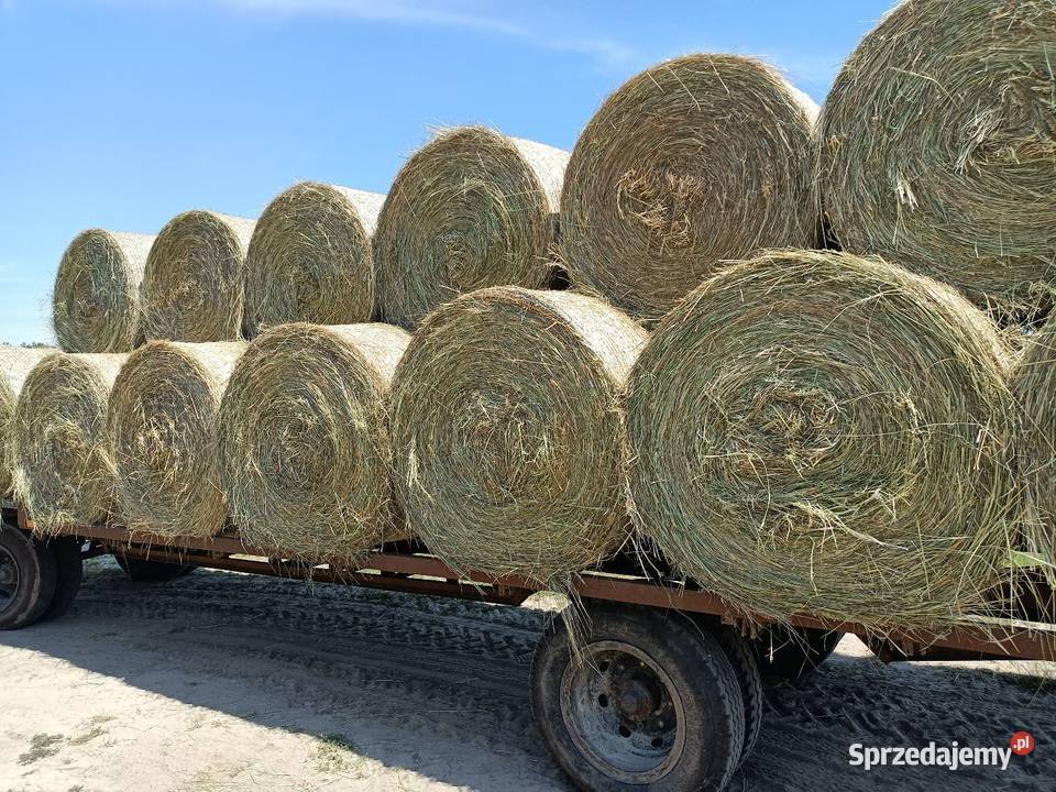 Siano suche i pogodne Radzyń Podlaski