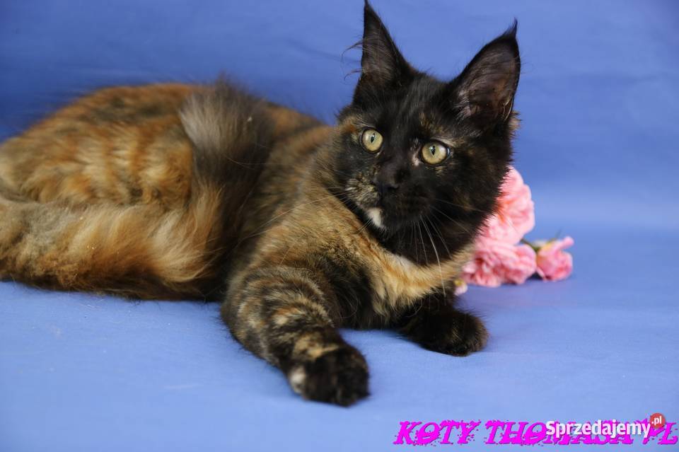 Przepiękna Szylkretka Maine Coon Och Valentyna Koty Poznań