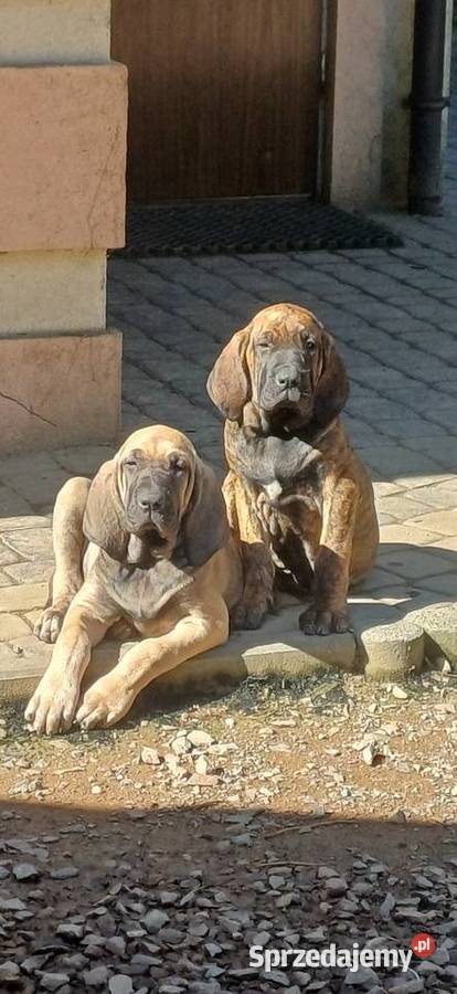 Szczeniaczki fila brasileiro