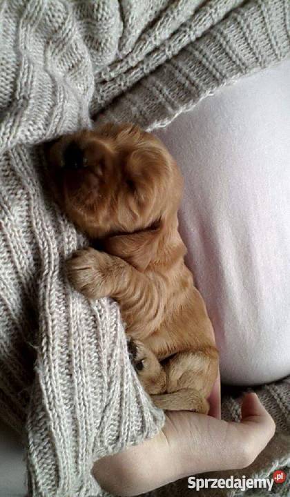 cocker spaniel szczeniaki wielkopolskie
