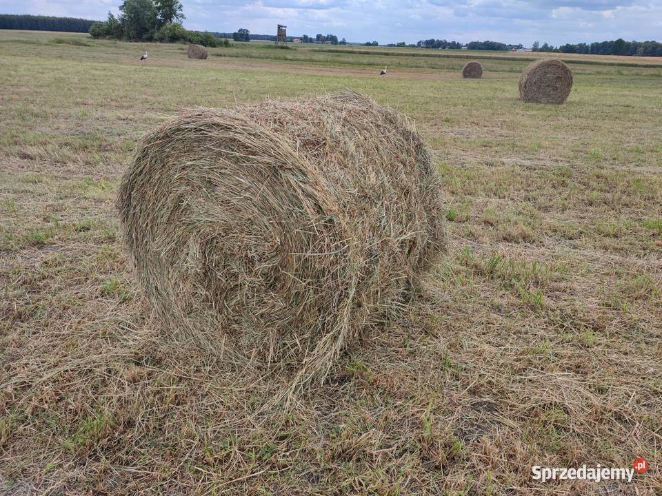 Sprzedam siano zbuczyn