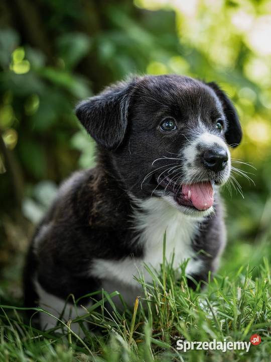 Szczeniaki welsh corgi cardigan Warszawa