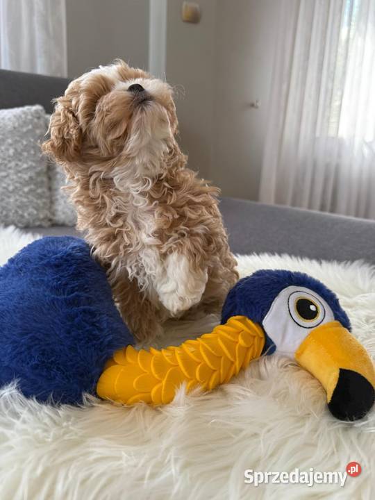 Maltipoo xxs pieski Lipsko