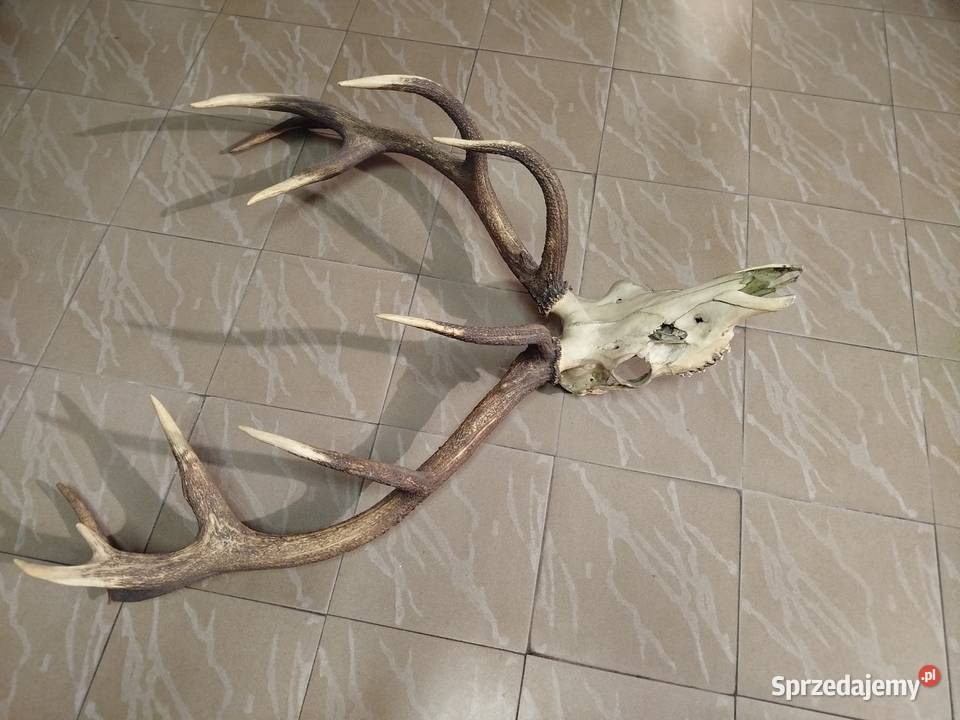 Poroże Wieniec Jelenia Augustów sprzedam