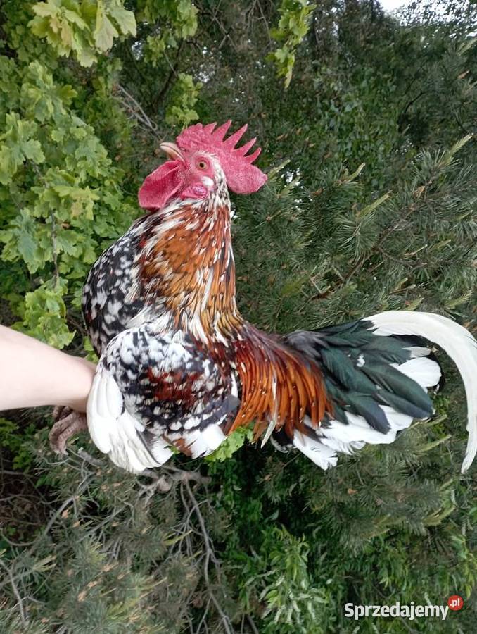 Kogut cwerga Ostrzeszów
