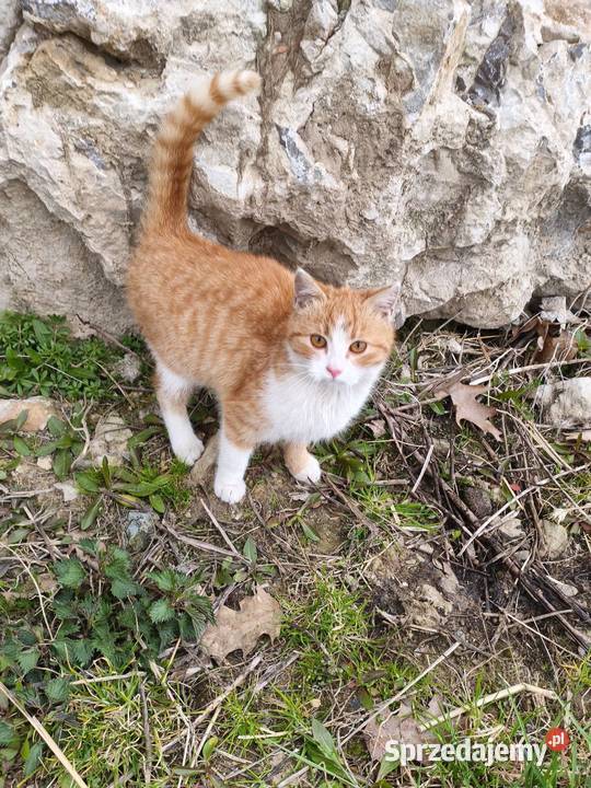 Oś przyczepy Autosan Piórków