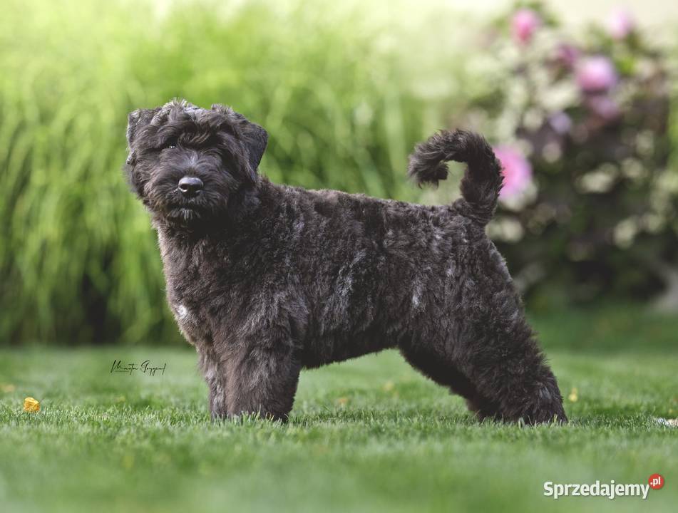 Bouvier des Flandres szczenięta Cuple