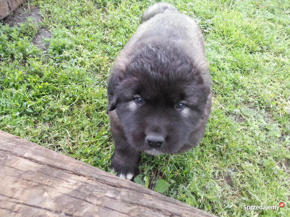 Owczarek Kaukaski Inowrocław