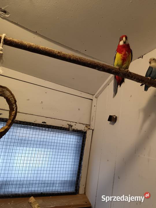 Sprzedam papugi Rozella białolica Mnichy Raszyn