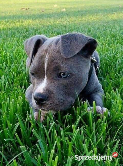 Przepiekna Amstaffy Lublin