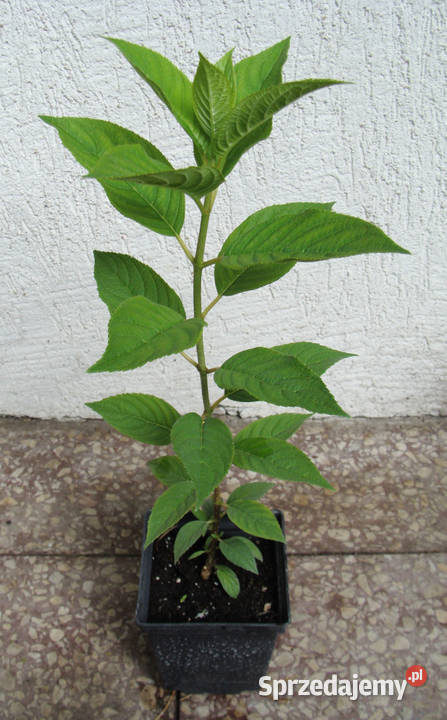 HORTENSJA BUKIETOWA Pink Rose sadzonki w kujawsko-pomorskie Ustronie sprzedam