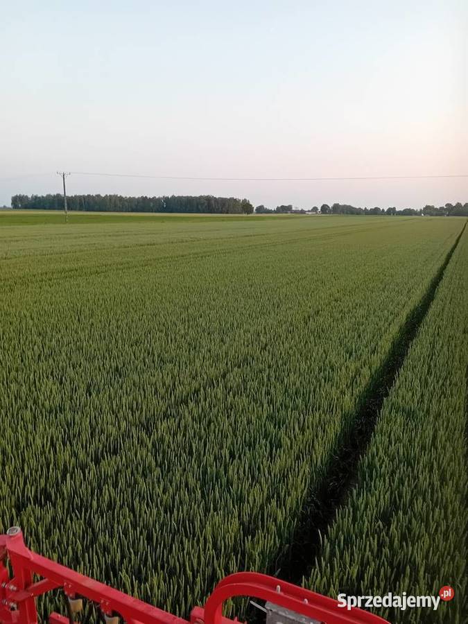 Pszenica ozima Pallas centrali Jadwisin