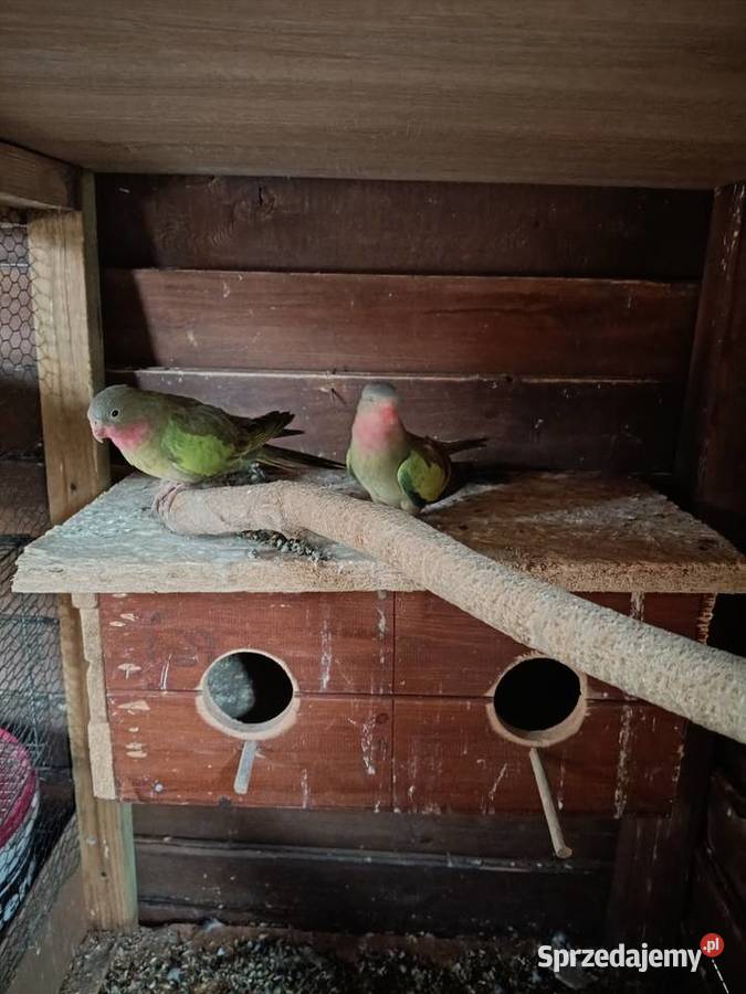 Księżniczki Walii para Ptaki Lwówek