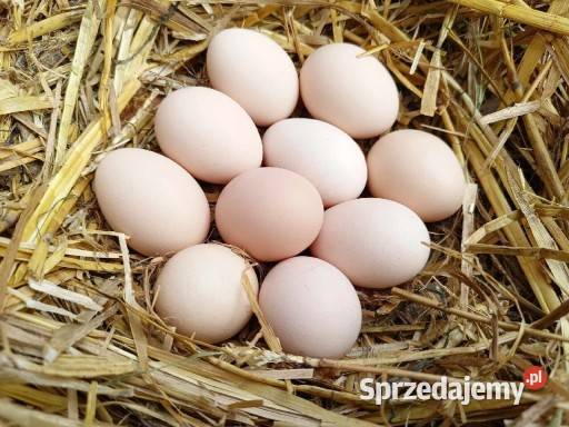 Swojskie jajka zachodniopomorskie Koszalin sprzedam
