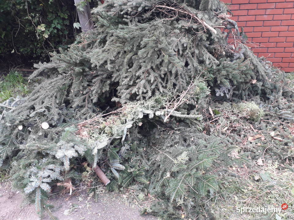 Oddam ŚWIEŻE gałęzie świerkowe do Iglaste Warszawa