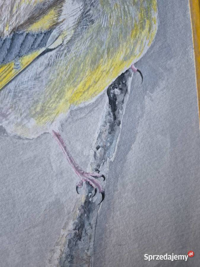 Dzwoniec ptak polski w akwareli artysty na Malarstwo Brzesko