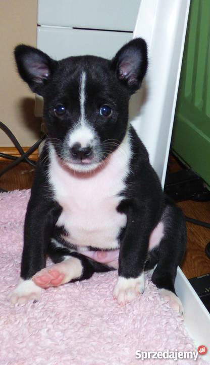 Basenji szczenięta Walentynkowy miot już na