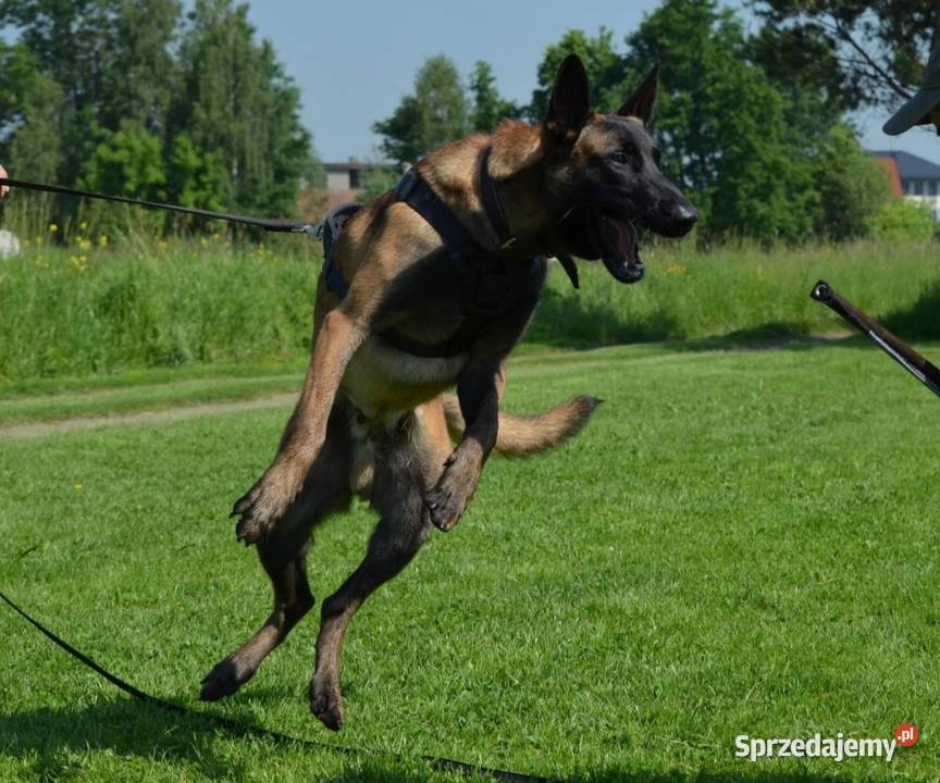 Owczarek belgijski Malinois FCI