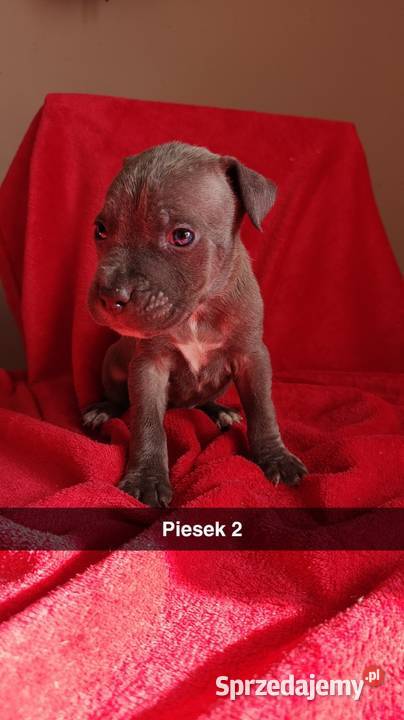 Amstaff Szczeniaki łódzkie sprzedam