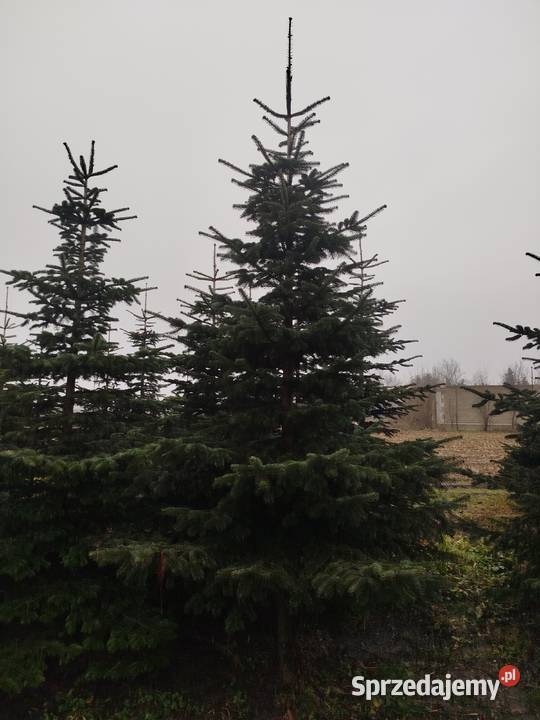 CHOINKI PIĘKNE JODŁY KAUKASKIE Z WŁASNEJ Wojszyce
