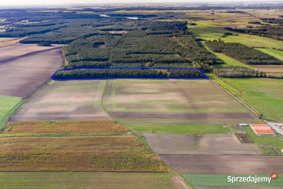 Las mieszany 38320 ha Zduny 7 Krotoszyna leśna